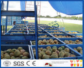 Fresh Pineapple / Mango Juice Processing Plant With Can Packaging Machine
